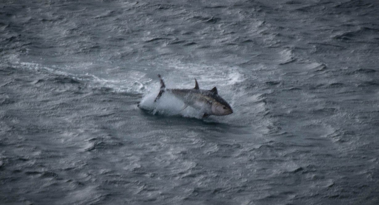 Blue Fin Tuna leaping from the sea off the Cornwall coast